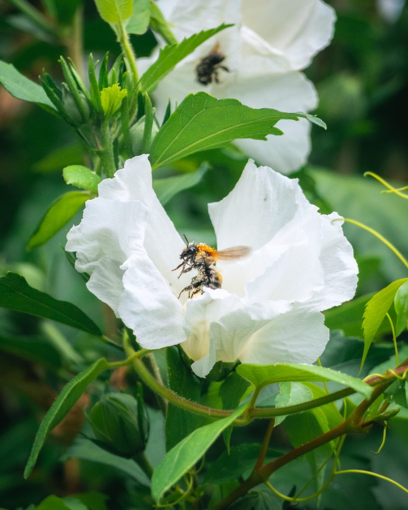 Une abeille quittant la fleur qu'elle a finit de butiner